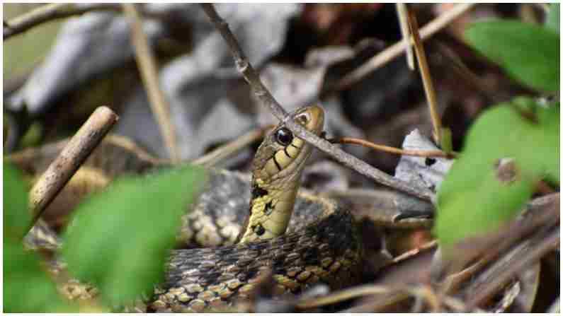 साप आपल्या जीभेचा आणखी दुसऱ्या एका कारणासाठीही उपयोग करतात. ते दुसरं कारण म्हणजे आपली शिकार पकडण्यासाठी साप चपळाईने आपल्या जीभेचा वापर करतात.
