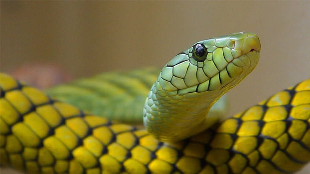 सापाच्या जीभेचे टोकाला दोन भाग झालेले असतात. त्यामुळेच त्यांना आपल्या चहुबाजूंच्या परिस्थितीचा अंदाज लावतो येतो. याशिवाय सापाला पाहण्याची क्षमता कमी असते. म्हणूनच ते आपल्या बचावासाठी जीभेचा उपयोग करतात.