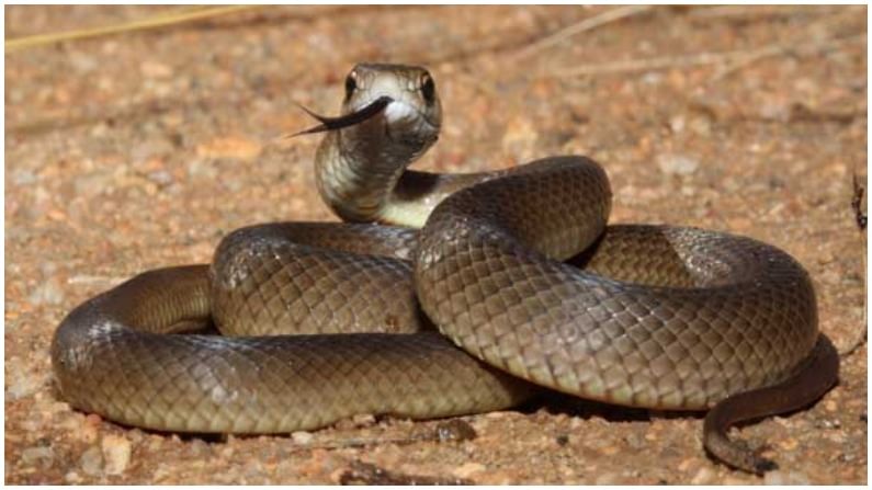 साप आपले डोळे उघडे ठेऊनच झोप घेतात. सापाचा जबडा खूप मोठा असतो. त्याचा उपयोग करुन साप मोठमोठे भक्ष गिळतात. जगात आयर्लंड हे एकच ठिकाण आहे जेथे एकही साप आढळत नाही.