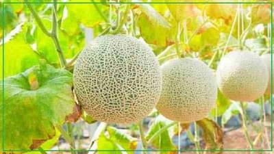 Musk Melon Planting । कमी गुंतवणूकीत अधिक पैसे कमावण्याची संधी, जाणून घ्या खरबूज लागवडीबाबत