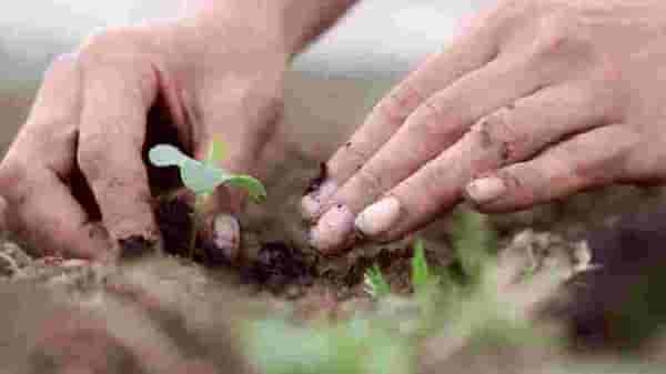 Shatavari Planting | केवळ 40 हजारांत ‘या’ वनस्पतीची करा लागवड आणि मिळवा 6 लाख रुपये