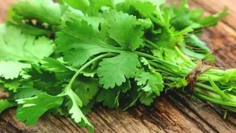 Coriander | मधुमेह नियंत्रित करेल, हिमोग्लोबिन वाढवेल, वाचा ‘कोथिंबीर’ खाण्याचे महत्त्वपूर्ण फायदे