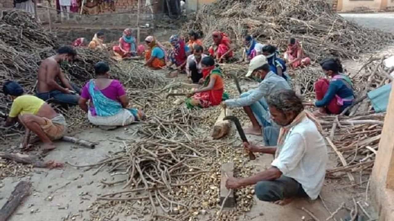 कोरोनाच्या संकटात आदिवासी युवकांच्या प्रयत्नांना मोठं यश, गुळवेल पुरवठ्यासाठी मिळाली दीड कोटी रुपयांची ऑर्डर