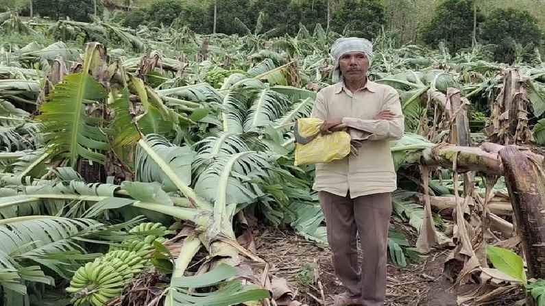 दिमाखात डोलणारी 25 लाखांची केळीची बाग डोळ्यांदेखत भुईसपाट, तोक्ते चक्रीवादळानं शेतकऱ्यांची स्वप्न चक्काचूर