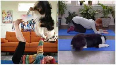 VIDEO | समजदार व्हावं कुत्र्यासारखं, मालकीणीसोबत कुत्रा करतोय योगा; सोशल मीडियात धुमाकूळ घालतोय हा व्हिडीओ