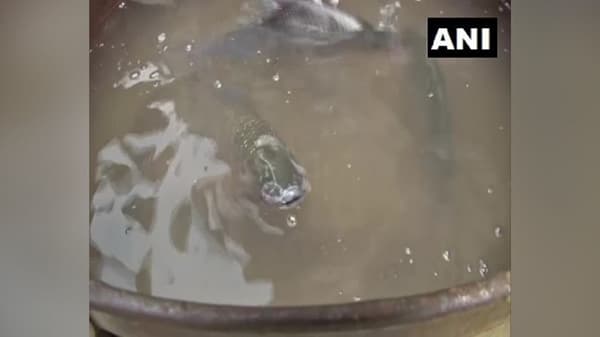 गेले अनेक दिवस गंगा नदीत सापडत असलेल्या मृतदेहांमुळे नागरिकांमध्ये भितीचं वातावरण निर्माण झालं आहेत.