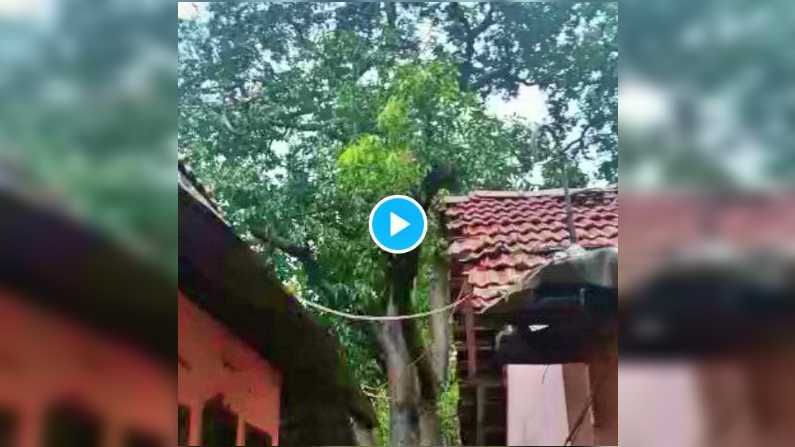 Video: ... आणि बघता बघता वादळात झाड मुळासकट कोसळून पडलं