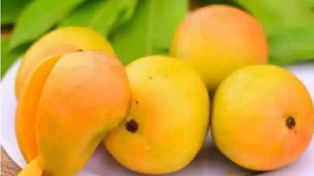 Mango Myths : आंबा कुणी खावा कुणी खाऊ नये? आंब्याशी संबंधित या खास गोष्टी वाचा...