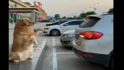 VIDEO : जेव्हा इमानदार जोडीदार गाडी पार्कसाठी सूचना देतो, व्हिडीओ बघितल्यावर तुम्ही कुत्र्याचे फॅन व्हाल !