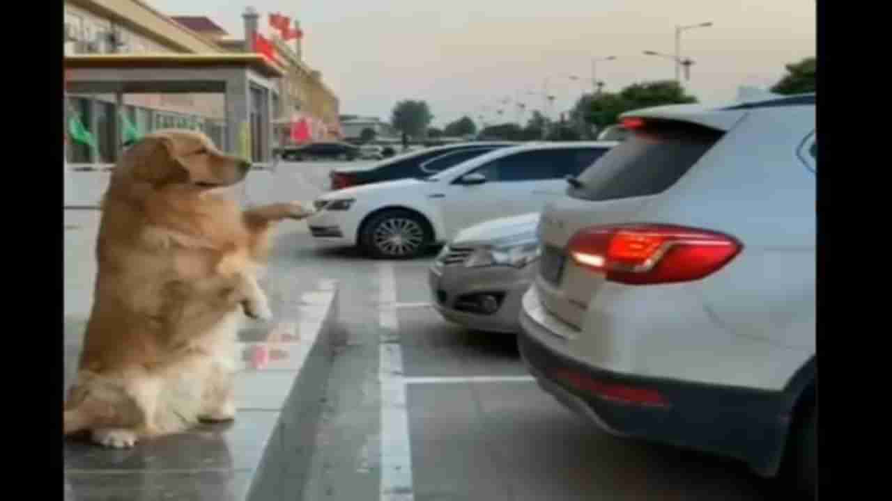 VIDEO : जेव्हा इमानदार जोडीदार गाडी पार्कसाठी सूचना देतो, व्हिडीओ बघितल्यावर तुम्ही कुत्र्याचे फॅन व्हाल !