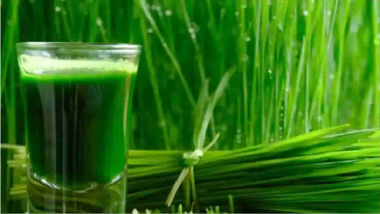 Wheatgrass Benefits : गव्हाच्या रोपांचा रस पिणे आरोग्यासाठी अत्यंत फायदेशीर, वाचा याबद्दल अधिक !