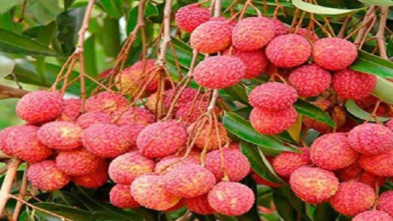 लीची हे एक फळ आहे. त्याची चव गोड असते. त्याचा रंग लाल आणि पांढरा असतो. त्याच्या सुगंध आणि चवीमुळे हे बर्‍याच पदार्थांमध्ये आणि कॉकटेलमध्ये वापरले जाते. हे फळ आरोग्यासाठी खूप फायदेशीर आहे. लीचीच्या झाडाचे साल, बिया, पानेही फार औषधी आहेत.