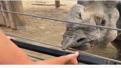 Viral | बर्थ डे बॉय गेंड्याने पियानो वाजवून केला वाढदिवस साजरा, सोशल मीडियावर व्हिडिओ तुफान व्हायरल