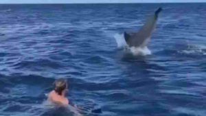 VIDEO | अथांग समुद्रात उसळी घेणाऱ्या डॉल्फिनसोबत तरुणाचं स्विमिंग; व्हायरल व्हिडीओ पाहून तुम्ही आश्चर्यचकित व्हाल!