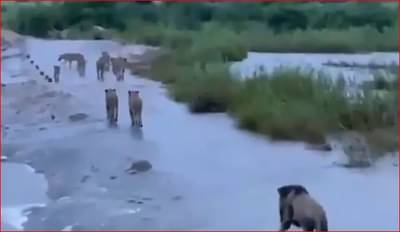 Fact Check: चक्रीवादळानंतर गीरच्या अभयारण्यातील सिंहांच्या कळपाचा तो व्हीडिओ, जाणून घ्या सत्य