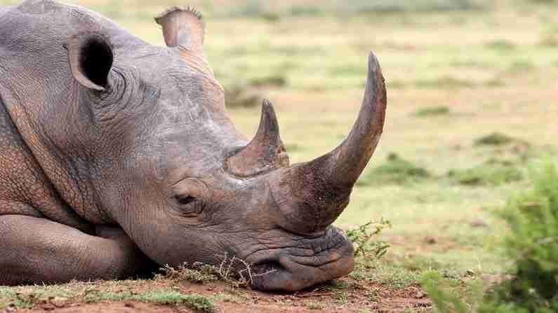 rhino-horns