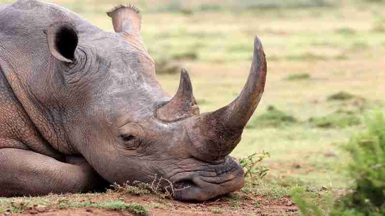 Rhino horns | या प्राण्याची शिंगं सोन्यापेक्षा मूल्यवान, जाणून घ्या का आहेत इतके महाग
