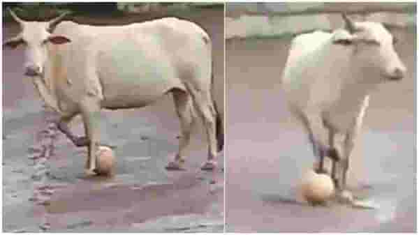 Viral Video : फुटबॉलच्या मैदानात गायीचा धुडगूस, प्रोफेशनल खेळाडूप्रमाणे डिफेंडिंग स्किल, पहा रंजक व्हिडिओ