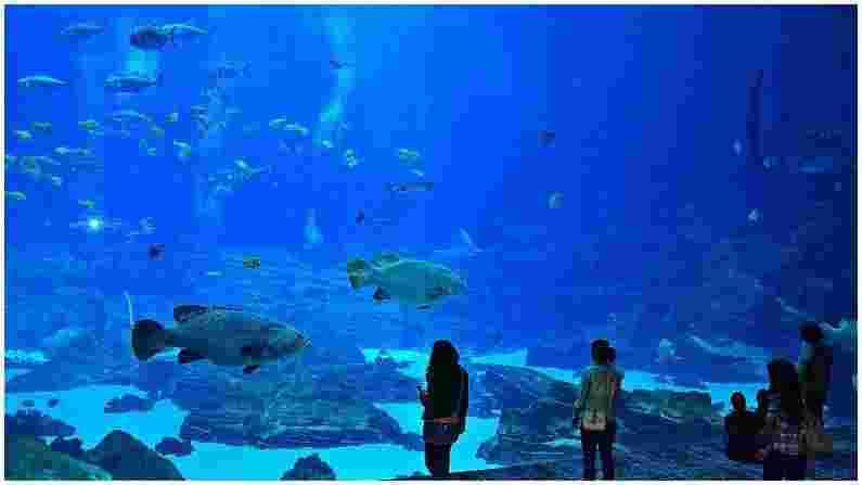 PHOTO | World’s Largest Aquariums : जगातील सर्वात मोठे आणि लोकप्रिय 5 मत्स्यालय