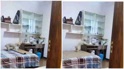 Viral Video | ‘डॉगी’ला हवीय आठवडाभराची खुश्शाल झोप; धम्माल करमणूक करणारा व्हिडीओ पाहा