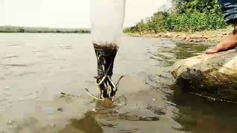 प्राणीमित्रांनी सापाची सर्व पिलावड दोन पाण्याच्या बाटल्यांमध्ये भरले. त्यानंतर 
सापांची वनविभागात नोंद करत लहादेवी जलाशय
वनपरिक्षेत्रात सुरक्षित सोडले