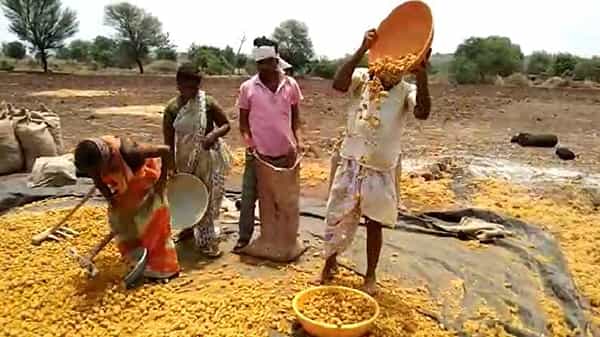 नांदेडमध्ये लाठ खुर्द येथील रामचंद्र गोरकटे या शेतकऱ्यांने हळदीचे विक्रमी उत्पादन घेतलंय. जुन्या "नांगरी" पद्धतीने हळदीची लागवड केल्याने शेतकऱ्याला एकरी वीस क्विंटल हळदीचे उत्पादन झालय.