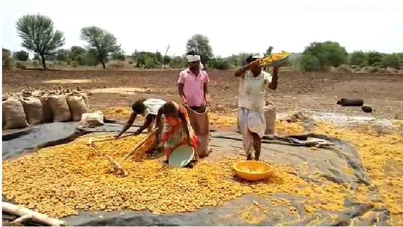 रामचंद्र गोरकटे यांनी हळद लागवड करण्यासाठी पारंपारिक शेतीमधील नांगरी पद्धतीचा वापर केला. हळद काढण्यासाठी त्यांना घरच्यांची मदत भेटली आहे. 