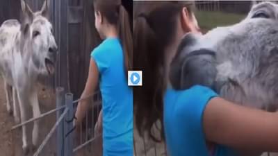 Video | गाढव-मुलीचं अतूट नातं, हंबरडा पाहून नेटकरी भावूक, व्हिडीओ सोशल मीडियावर व्हायरल