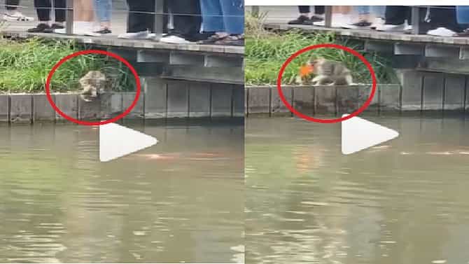 Video : भेदक नजर, विजेसारखा वेग, मांजरीने केलेली ही शिकार एकदा पाहाच