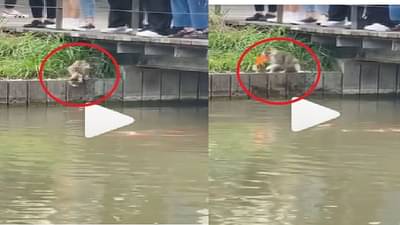 Video : भेदक नजर, विजेसारखा वेग, मांजरीने केलेली ही शिकार एकदा पाहाच