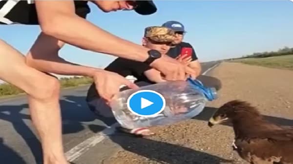 Video | तहानलेला गरुड तृप्त, वाटसरुने रस्त्यावरच पाजले पाणी, व्हिडीओ व्हायरल