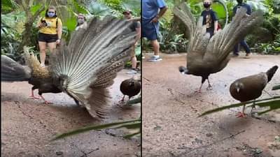 VIDEO | मादीला पटवण्यासाठी तितराचा पिसारा फुलवून डान्स, नेटिझन्स म्हणतात भावा सोड, तिला इंटरेस्ट नाही