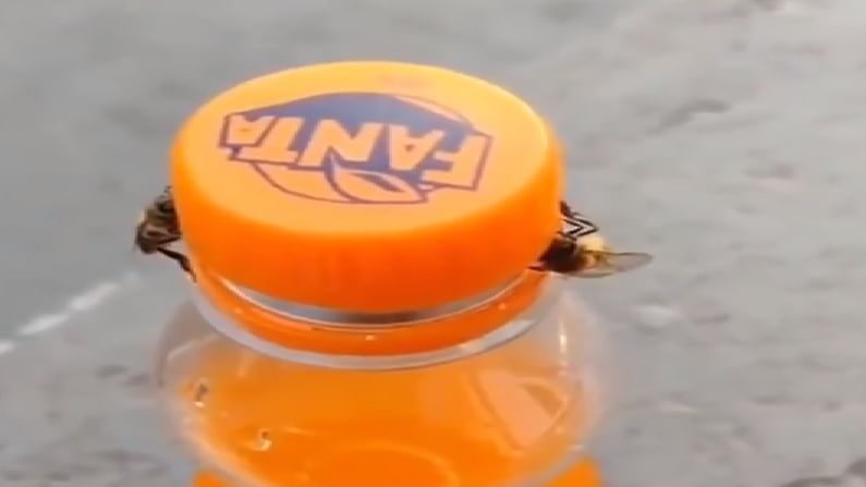 Video | दोन मधमाश्यांची चक्रावून सोडणारी कामगिरी, शीतपेय पिण्यासाठीची धडपड एकदा पाहाच