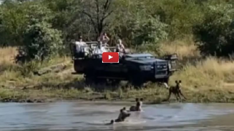 Video : तहानलेल्या हरिणाला रानटी कुत्र्यांचा घेराव, शिकारीचा सगळा थरार कॅमेऱ्यात कैद