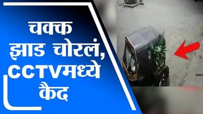 VIDEO : उल्हासनगरमध्ये रिक्षा चालकाकडून झाडाची चोरी, सीसीटीव्हीमध्ये थरार कैद