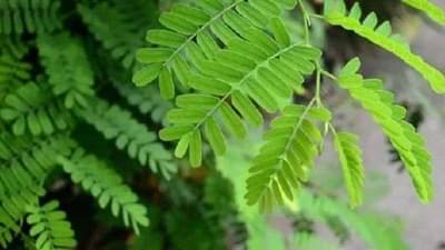 Vastu Tips | ही पाच झाडं चुकूनही घराच्या अंगणात लावू नये, जाणून घ्या यामागील कारण काय?