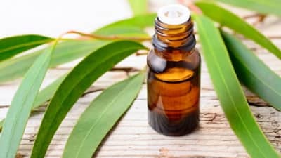 नीलगिरीचे तेल आरोग्याबरोबरच त्वचेसाठी अत्यंत फायदेशीर, वाचा !