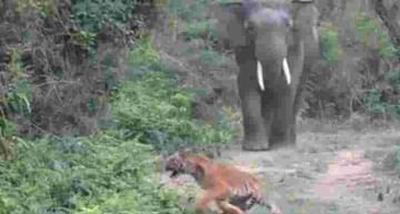 VIDEO | हत्तीला पाहून वाघाने ठोकली धूम; लोक म्हणाले, कळले ना जंगलचा राजा कोण!