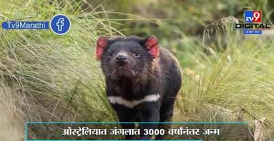 Special Report | ऑस्ट्रेलियाच्या जंगलात 3000 वर्षांनंतर खतरनाक प्राणी तस्मानियन डेव्हिल्सचा जन्म