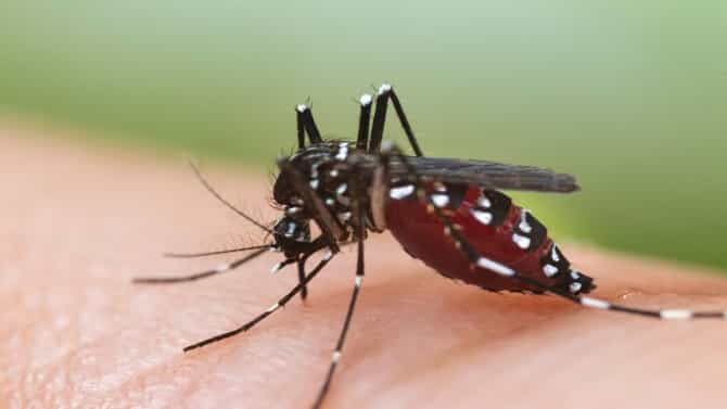 पाण्याच्या टाकीत आढळल्या डेंग्यूच्या अळ्या; पुण्यातील गावात ड्राय डेची सक्ती
