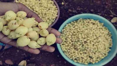 गडचिरोलीतील आदिवासी कुटुंबांचे जीवन फुलणार; मोहफुल प्रकल्पाला राज्य सरकारची मंजुरी