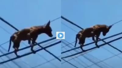 Video | जिगरबाज कुत्र्याचा मृत्यूशी खेळ, पठ्ठ्याची डॉनगिरी सोशल मीडियावर व्हायरल