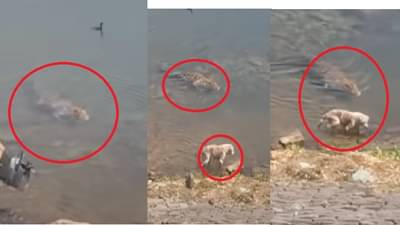 Viral Video | गाफिल कुत्रा, तरबेज मगर, एका सेकंदात जबड्यात पकडलं; शिकारीचा थरारक व्हिडीओ एकदा पाहाच