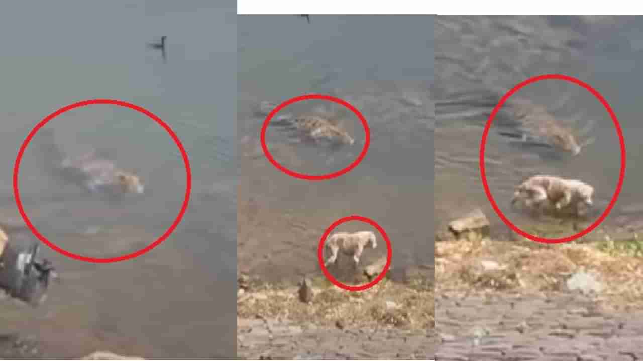 Viral Video | गाफिल कुत्रा, तरबेज मगर, एका सेकंदात जबड्यात पकडलं; शिकारीचा थरारक व्हिडीओ एकदा पाहाच