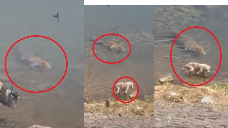 Viral Video | गाफिल कुत्रा, तरबेज मगर, एका सेकंदात जबड्यात पकडलं; शिकारीचा थरारक व्हिडीओ एकदा पाहाच