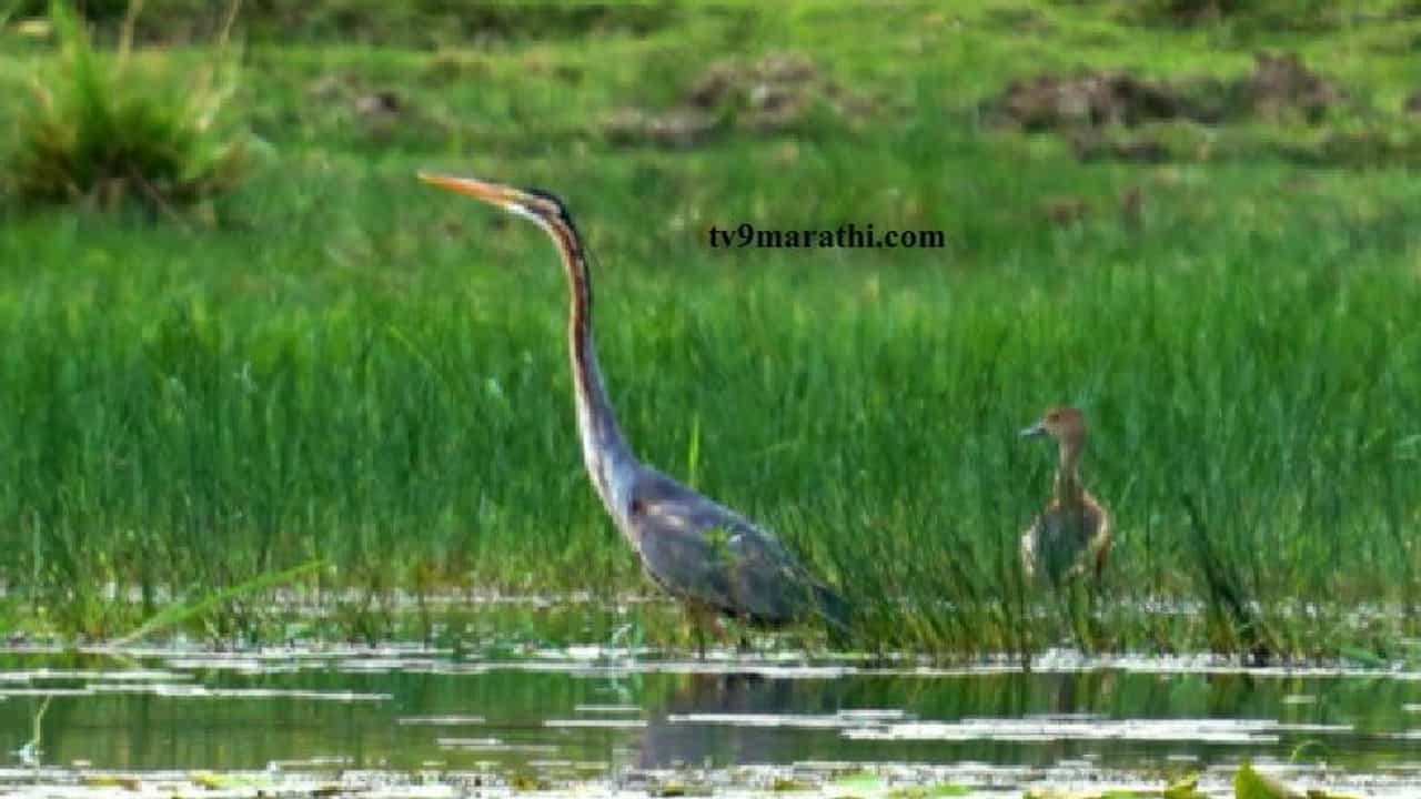 राज्यभर पाखरमाया; महाराष्ट्र पक्षीमित्र संघटनेकडून पक्षी सप्ताहाचे आयोजन