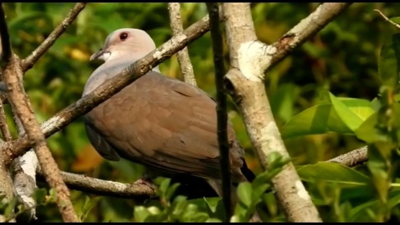 यामुळे अनेक पक्षी प्रेमींनी त्याला पाहाण्यासाठी फोटो टिपण्यासाठी गर्दी केली आहे.