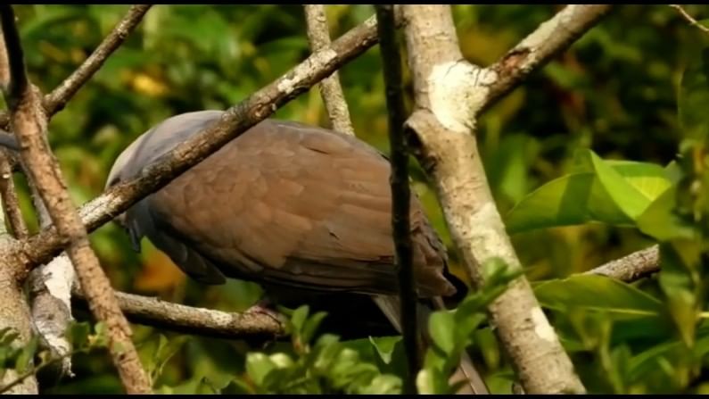 तर दुसरीकडे याच ठिकाणी माऊंटेन इम्पेरिअरल पिजीन Mountain Imperial-Pigeon हा देखील पक्षी आढळला आहे. 