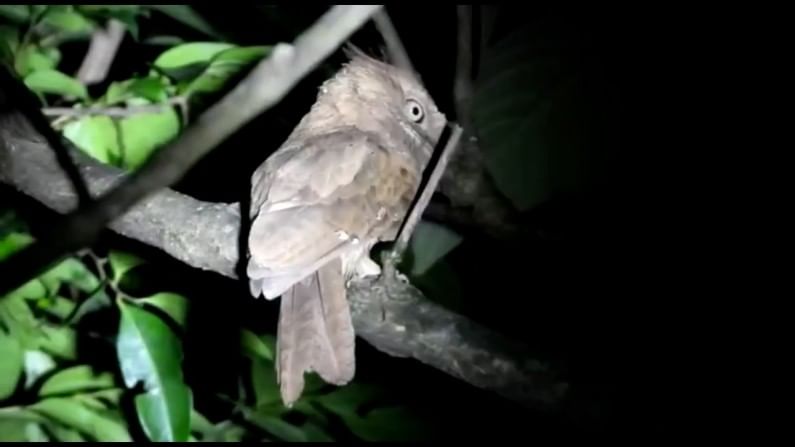 सहज दृष्टीस न पडणारा दुर्मिळ असा श्रीलंकन फ्रॉग माऊथ Sri Lanka frogmouth बेडूक तोड्या हा पक्षी आढळून आला आहे. 