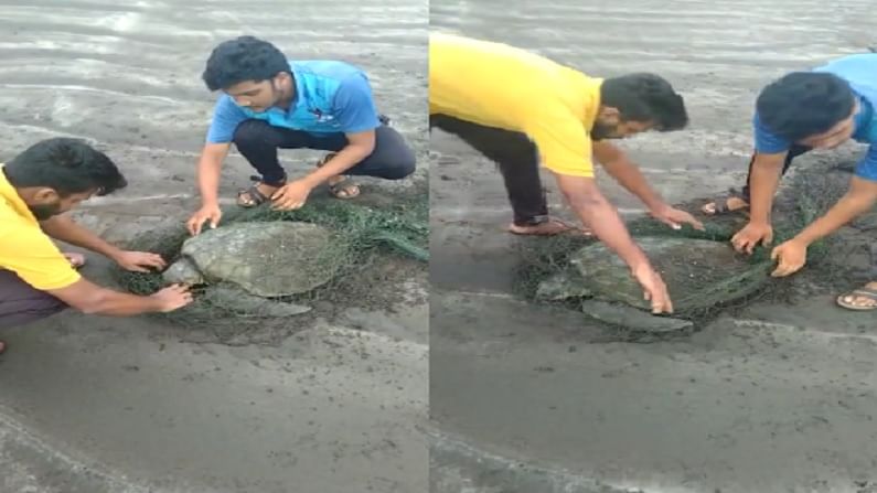 ग्रामसुरक्षा दलाचे सदस्य हे नेहमीप्रमाणे किनारपट्टीवर फेरफटका मारत असताना त्यांना याच जातीचे कासव आढळले.